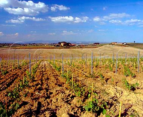 Young vines in Vigneto Manotorta of Fattoria del   Cerro near Argiano Tuscany Italy  Vino Nobile di Montepulciano