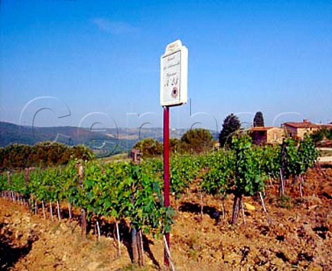 La Selvanella vineyard of Melini   near Panzano in Chianti Tuscany Italy         Chianti Classico