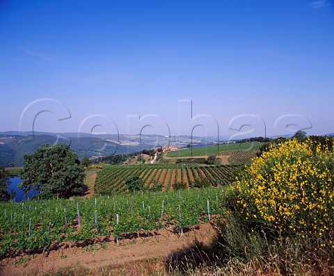 La Selvanella vineyard of Melini   near Panzano in Chianti Tuscany Italy         Chianti Classico