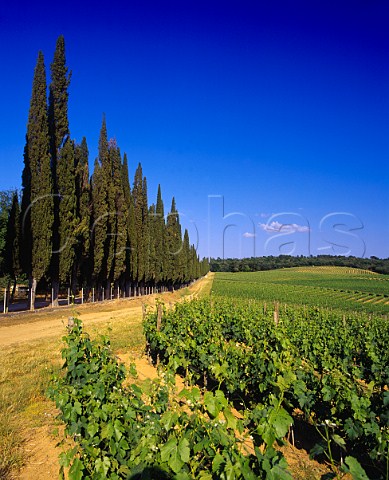 Cypress tree avenue by vineyard of Villa Arceno   Tenuta di Arceno near Castelnuovo Berardenga   Tuscany Italy          Chianti Classico