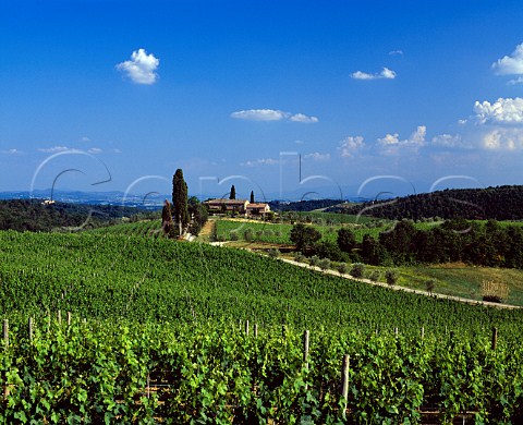 Vineyards of Villa Arceno Tenuta di Arceno   near Castelnuovo Berardenga Tuscany Italy           Chianti Classico