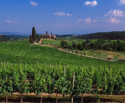 Vineyards of Villa Arceno Tenuta di Arceno   near Castelnuovo Berardenga Tuscany Italy           Chianti Classico