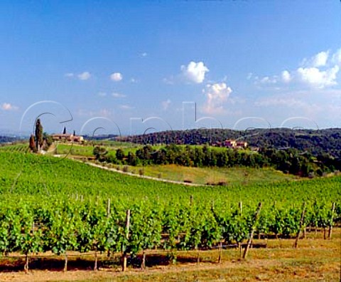 Vineyards of Villa Arceno Tenuta di Arceno   near Castelnuovo Berardenga Tuscany Italy           Chianti Classico