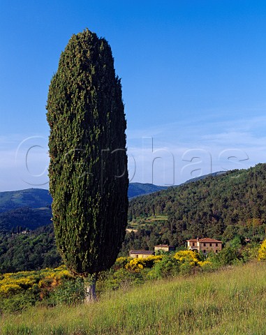 Cypress tree on hillside near Panzano in Chianti   Tuscany Italy    Chianti Classico