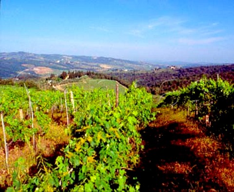 Vineyard of Querciabella near Greve in Chianti   Tuscany Italy     Chianti Classico