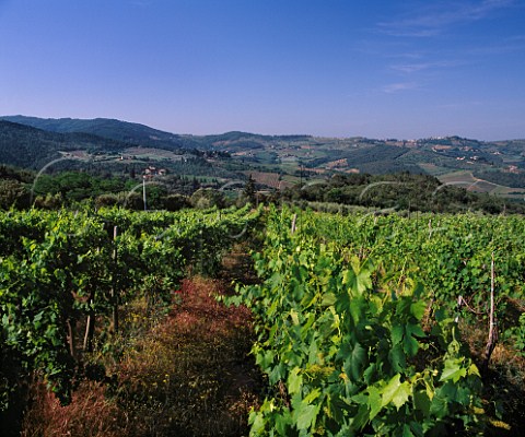 Vineyard of Querciabella near Greve in Chianti   Tuscany Italy     Chianti Classico