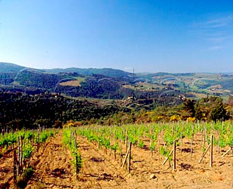 Vineyard in the hills near Greve in Chianti   Tuscany Italy     Chianti Classico