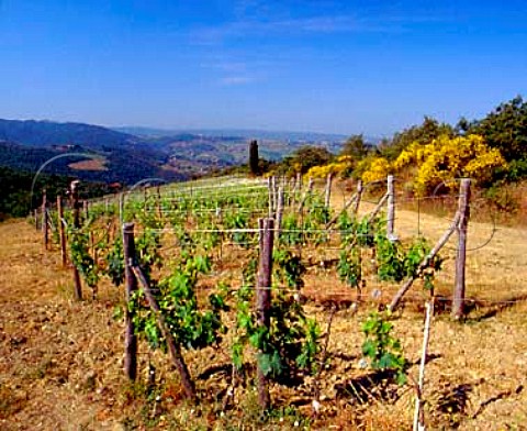 Vineyard in the hills near Greve in Chianti   Tuscany Italy     Chianti Classico