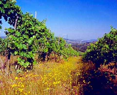 Spring flowers in vineyard of Querciabella   near Greve in Chianti Tuscany Italy     Chianti Classico