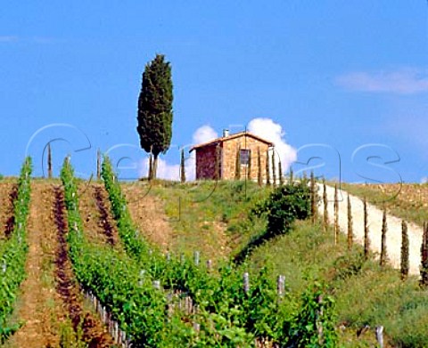 Cypress tree and stone building above vineyard   on Vigneti La Selvanella of Melini   near Panzano in Chianti Tuscany Italy   Chianti Classico