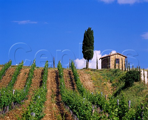 Cypress tree and stone building above vineyard   on Vigneti La Selvanella of Melini   near Panzano in Chianti Tuscany Italy   Chianti Classico