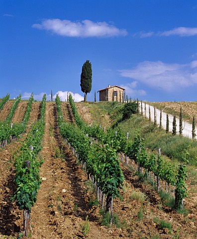 Cypress tree and building above vineyard on Vigneti La Selvanella of Melini Panzano in Chianti Tuscany Italy   Chianti Classico