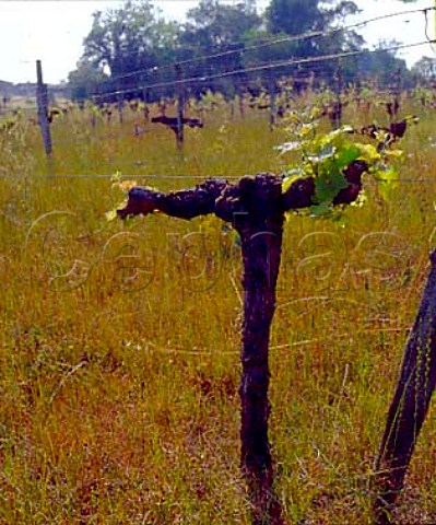 Young shoots on vines at Chteau La Brousse   StMartinLacaussade Gironde France   Premires Ctes de Blaye  Bordeaux