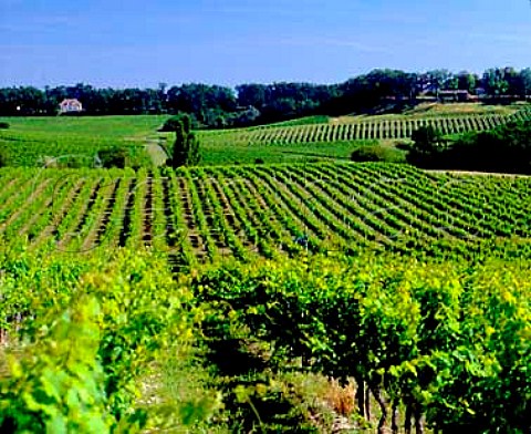 Vineyards near StGensdeCastillon Gironde   France Ctes de Castillon  Bordeaux