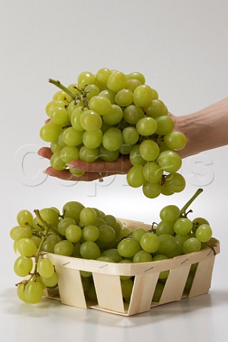 Punnet of eating grapes with womans hand holding a   bunch