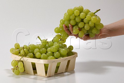 Punnet of eating grapes with womans hand holding a   bunch