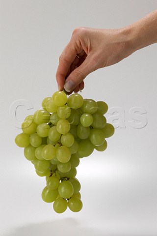 Womans hand holding a bunch of eating grapes