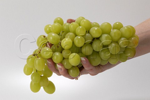 Womans hand holding a bunch of eating grapes