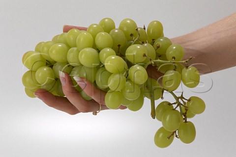 Womans hand holding a bunch of eating grapes