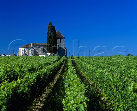 NotreDame de Tayac church and vineyards Tayac   Gironde France Ctes de Francs  Bordeaux