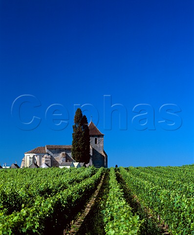 NotreDame de Tayac church and vineyards Tayac   Gironde France Ctes de Francs  Bordeaux