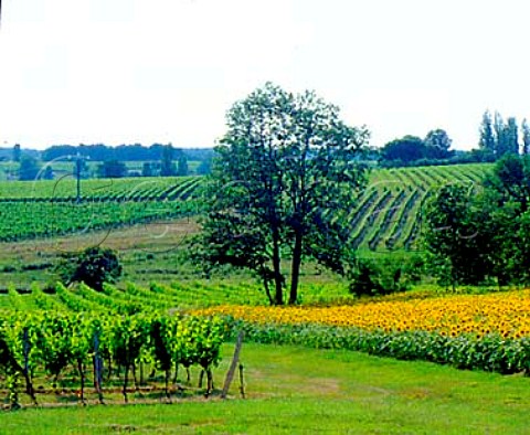 Sunflowers and vineyards Vlines Dordogne France   HautMontravel
