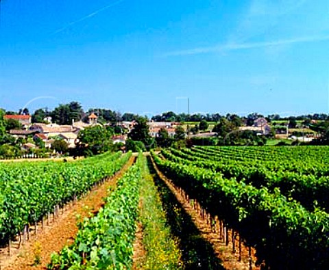 Vineyards at StMicheldeMontaigne Dordogne   France  Ctes de Montravel
