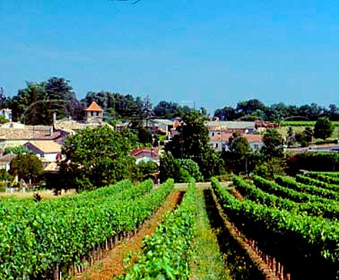 Vineyards at StMicheldeMontaigne Dordogne   France  Ctes de Montravel