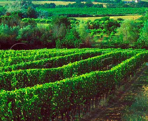Vineyards near Monbazillac Dordogne France    Monbazillac  Bergerac