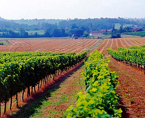 Vineyard and harvested field near StJeandeDuras   LotetGaronne France Ctes de Duras