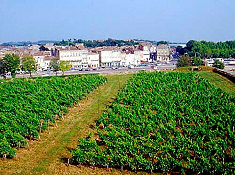 Vineyard on the Citadelle ramparts Blaye Gironde   France  Premires Ctes de Blaye