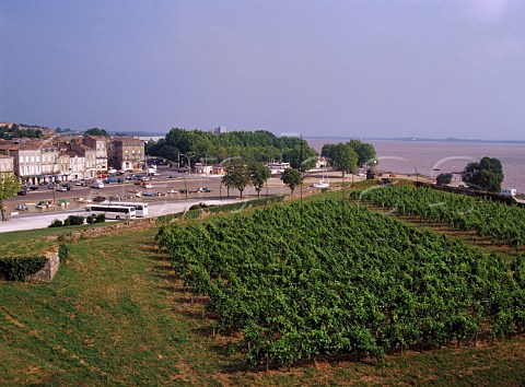 Vineyard on the Citadelle ramparts by the Gironde   estuary at Blaye Gironde France  Premires Ctes   de Blaye
