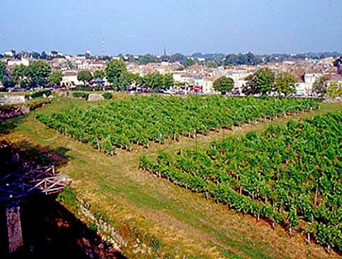 Vineyard on the Citadelle ramparts Blaye Gironde   France  Premires Ctes de Blaye