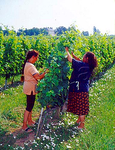 Tying back vines in vineyard of Chteau de Barbe   Villeneuve Gironde France  Ctes de Bourg