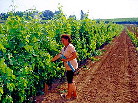 Tying back vines in vineyard of Chteau de Barbe   Villeneuve Gironde France  Ctes de Bourg