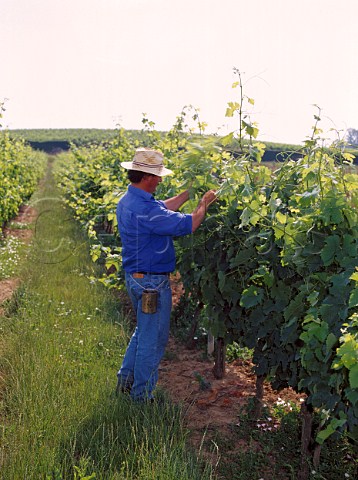 Tying back vines in vineyard of Chteau de Barbe   Villeneuve Gironde France  Ctes de Bourg