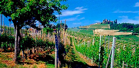 Castello della Volta viewed over Nebbiolo vineyard   Barolo  Piemonte Italy    Barolo