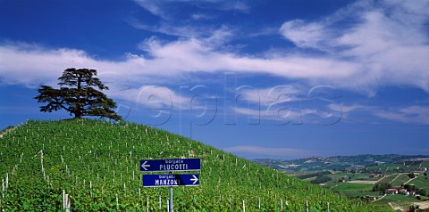 Nebbiolo vineyard with famous Cedar of Lebanon tree on the Monfalletto Estate of the Cordero di Montezemolo family    Annunziata di La Morra Piemonte Italy Barolo