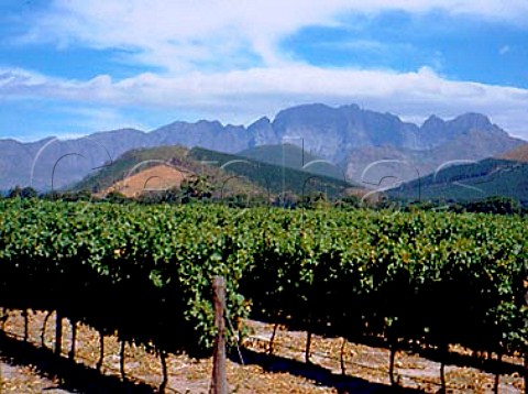 Vineyard of La Motte Franschhoek South Africa     Paarl