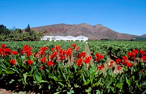 Van Loveren winery and vineyard   Robertson South Africa