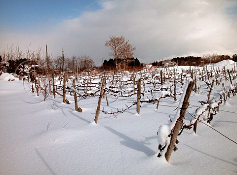 Snow covered vineyard near Aomori Aomori   Prefecture Northern Japan