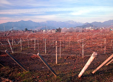 Pergola trained vines at Manns Winery Kofu   Yamanashi Japan