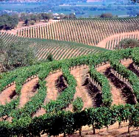 Vineyard of Harlan Estate Napa California