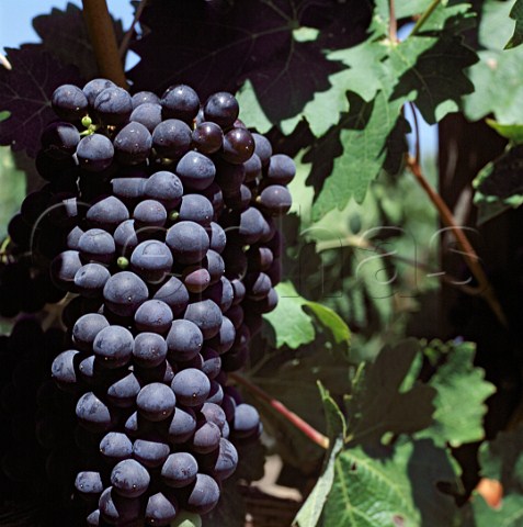 Cabernet Sauvignon grapes of Harlan Estate  Napa California