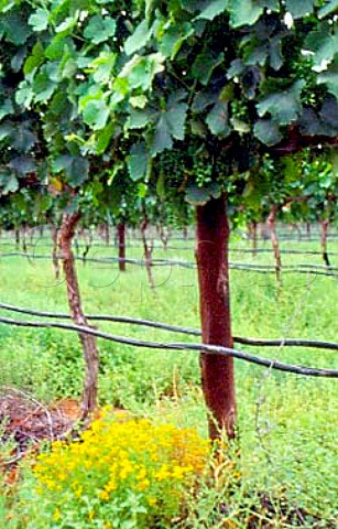 Organic Shiraz vineyard in the Olifants   River valley South Africa    Olifantsrivier