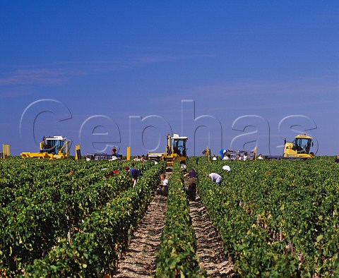 Harvesting grapes in vineyard of   Chteau MoutonRothschild Pauillac Gironde   France    Mdoc  Bordeaux