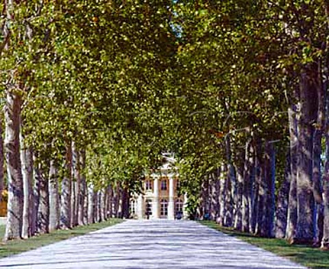 Avenue of plane trees leading to Chteau Margaux   Margaux Gironde France Mdoc  Bordeaux