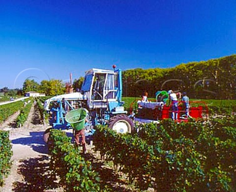 Harvesting grapes in vineyard of Chteau Margaux   Margaux Gironde France     Mdoc  Bordeaux