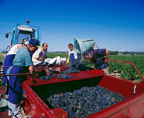 Hod carrier tipping Merlot grapes onto the sorting table in vineyard of Chteau Margaux Margaux Gironde France  Mdoc  Bordeaux