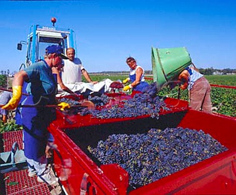 Hod carrier tipping harvested Merlot grapes onto the   sorting table in vineyard of Chteau Margaux   Margaux Gironde France  Mdoc  Bordeaux
